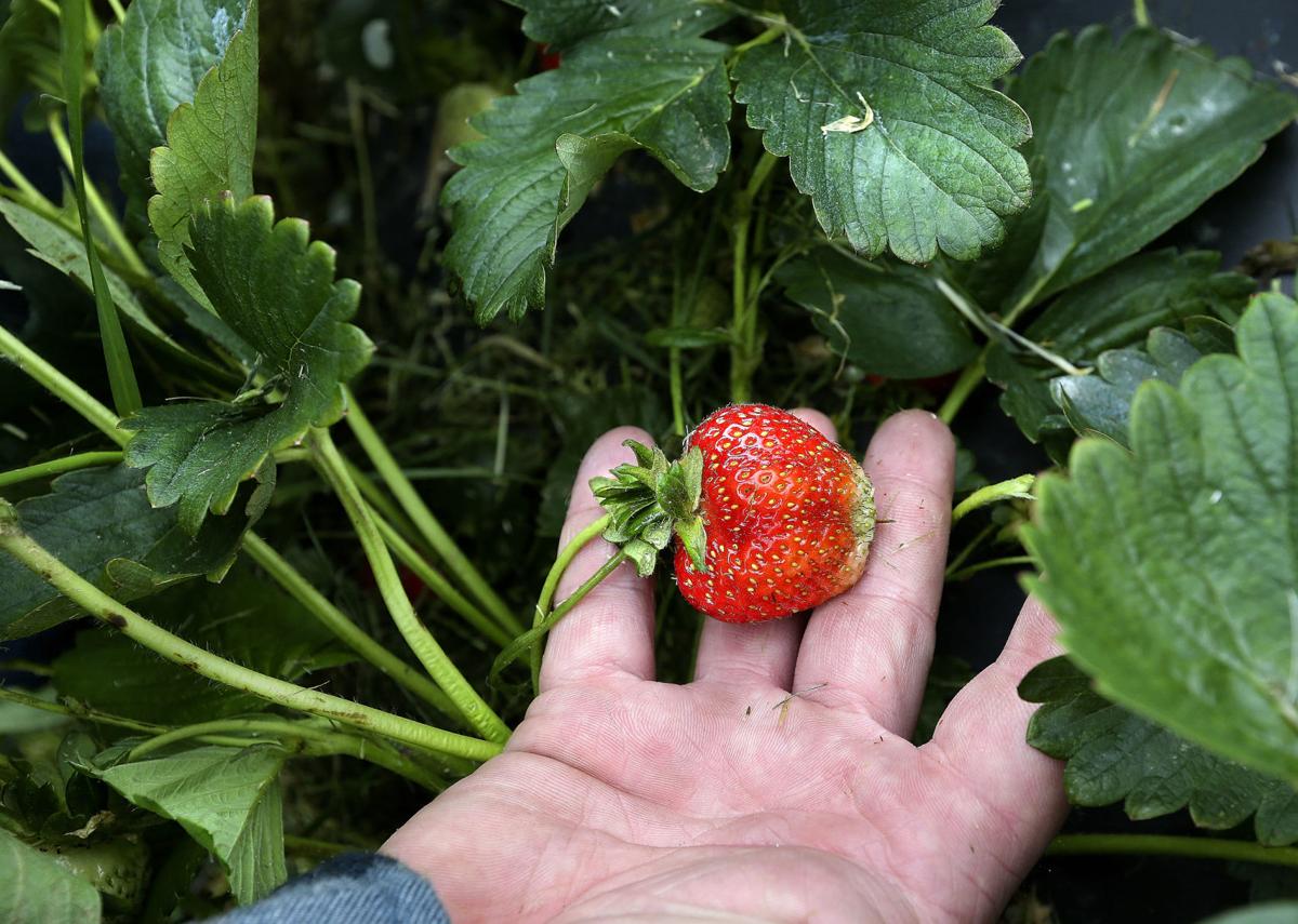 Strawberry Fields Ripe For Picking Winchester Star Winchesterstar Com Here are the march 2021 blox fruits codes. strawberry fields ripe for picking
