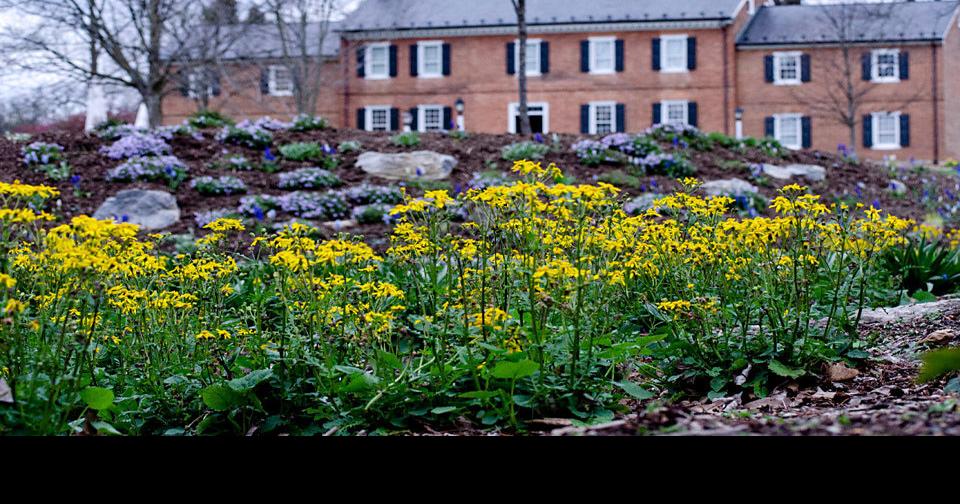 MSV's Heritage Plant Sale to offer rare but hearty options for gardeners Winchester Star