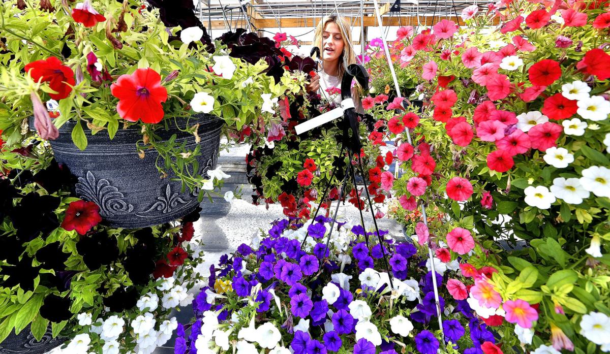 Red, white and bloom | Eedition | winchesterstar.com