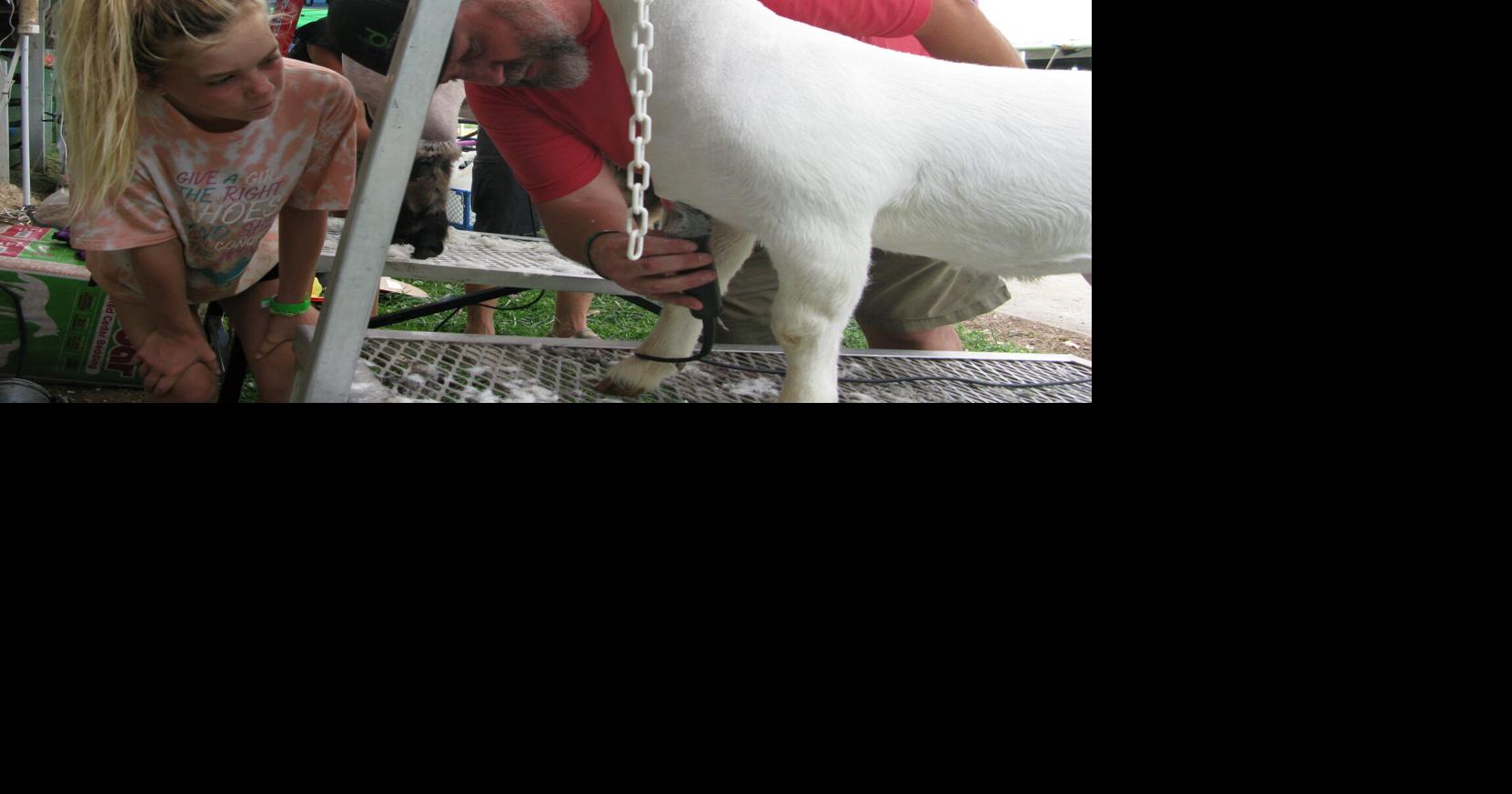 Showing livestock at the fair requires care, attention to animals Winchester Star