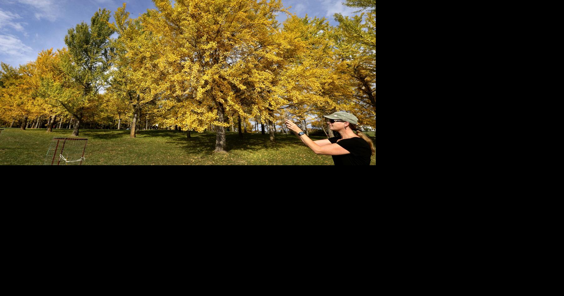 Golden glow Winchester Star