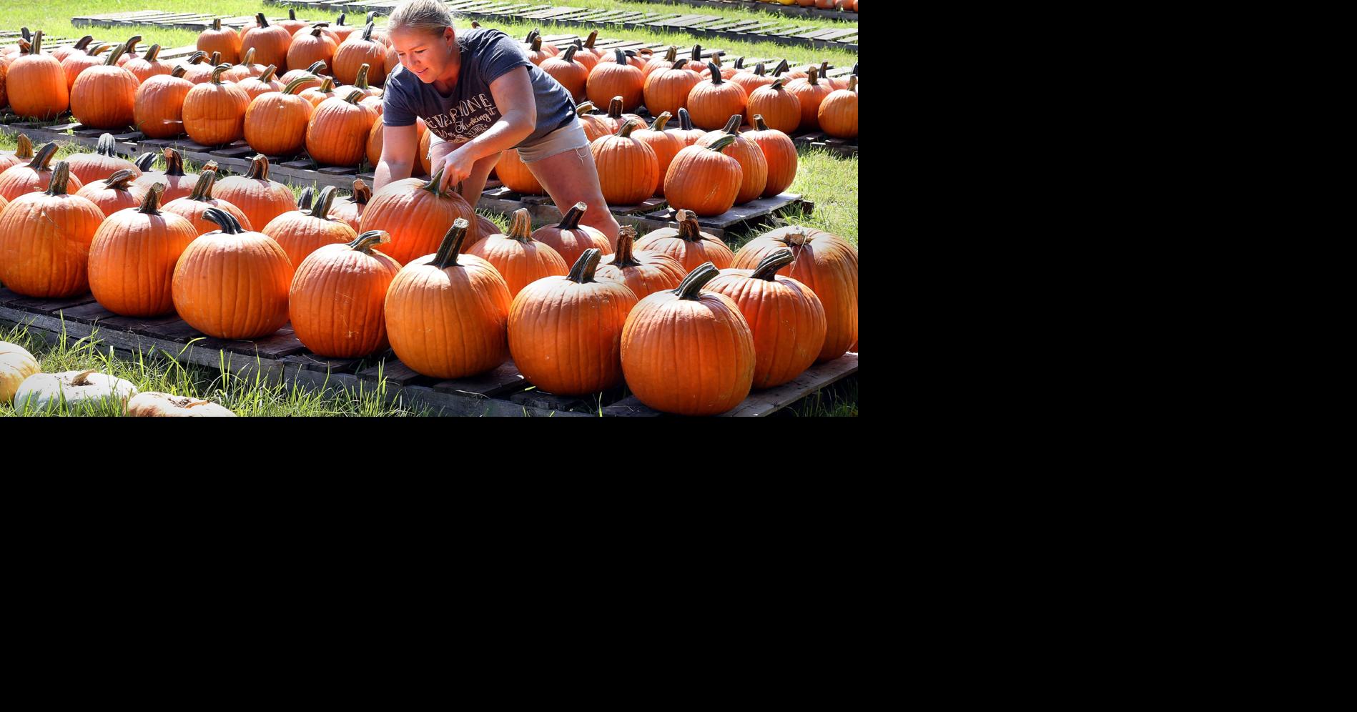 Pumpkin patching Winchester Star
