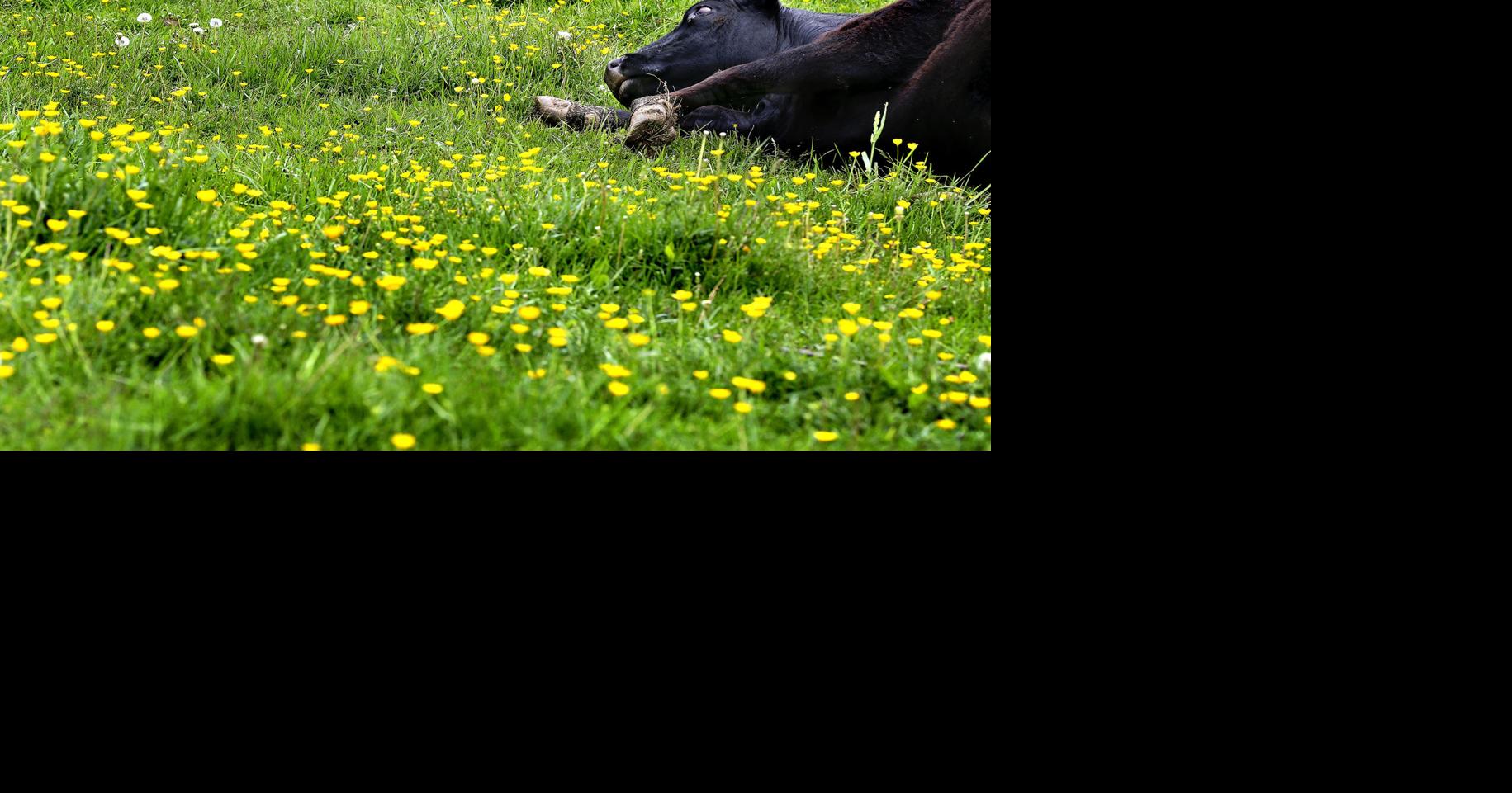 Taking it easy Winchester Star