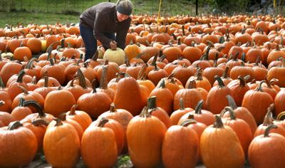 Patch ready for Halloween with plethora of pumpkins | Winchester Star |  
