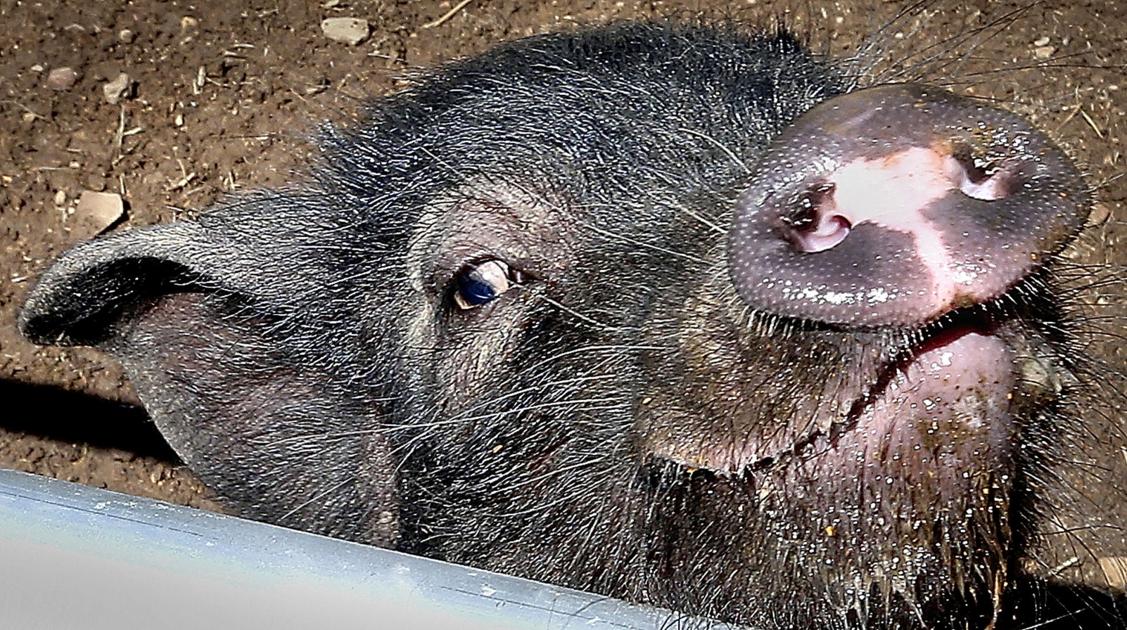 Couple’s pig sanctuary is hog heaven for abused, neglected swine | Winchester Star