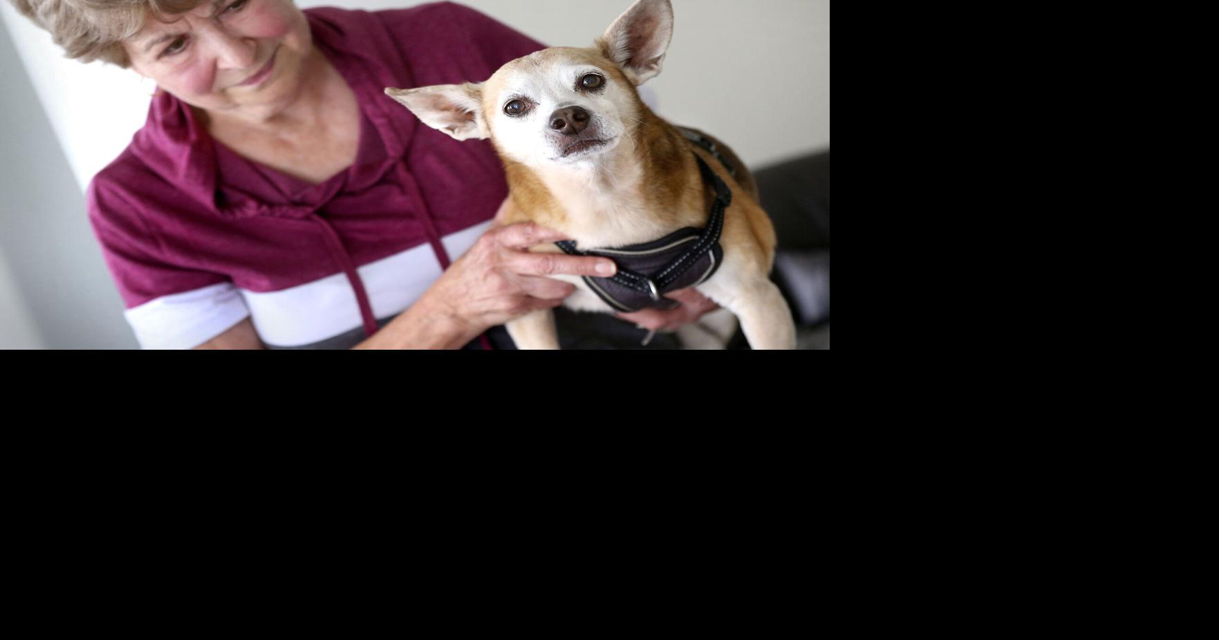 Surrendered senior dogs live out their lives in local loving home | Winchester Star