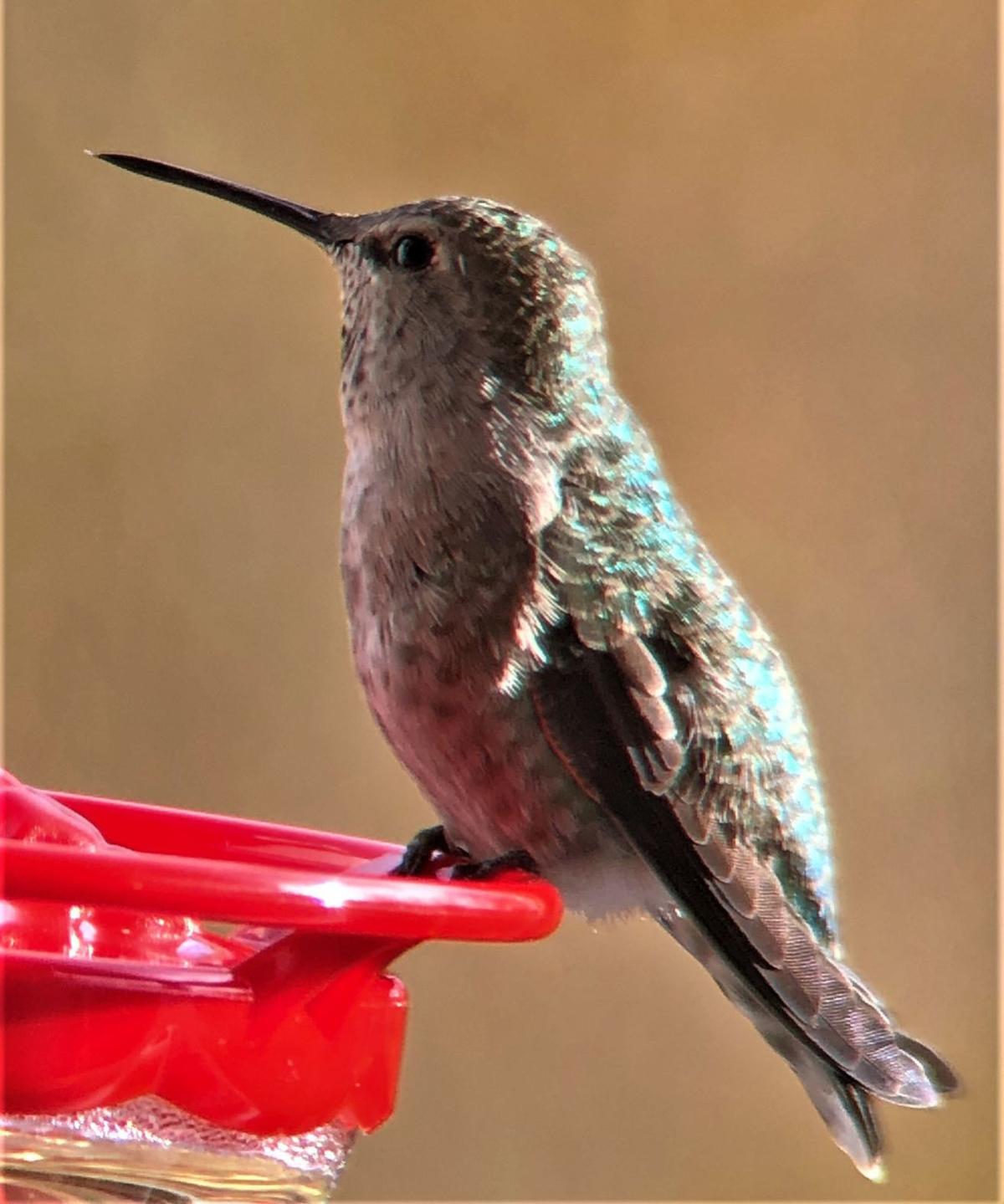 Virginia's 1st recorded sighting of an Anna's hummingbird occurs in