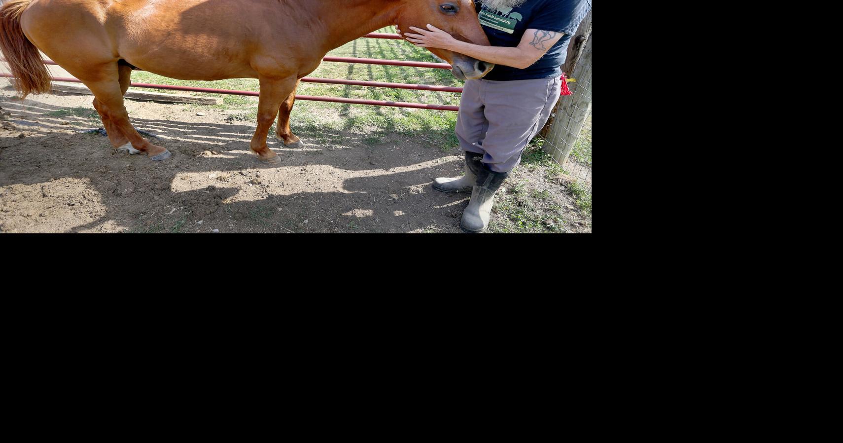 New therapy program to pair animal, human trauma survivors
