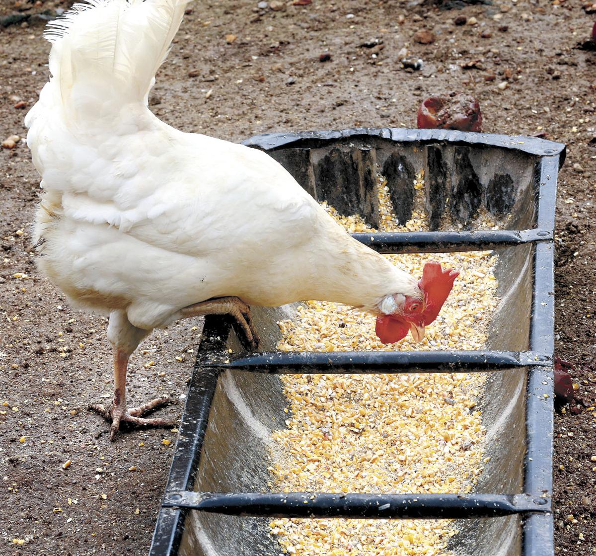 Backyard chickens trend is coming home to roost Clarke County