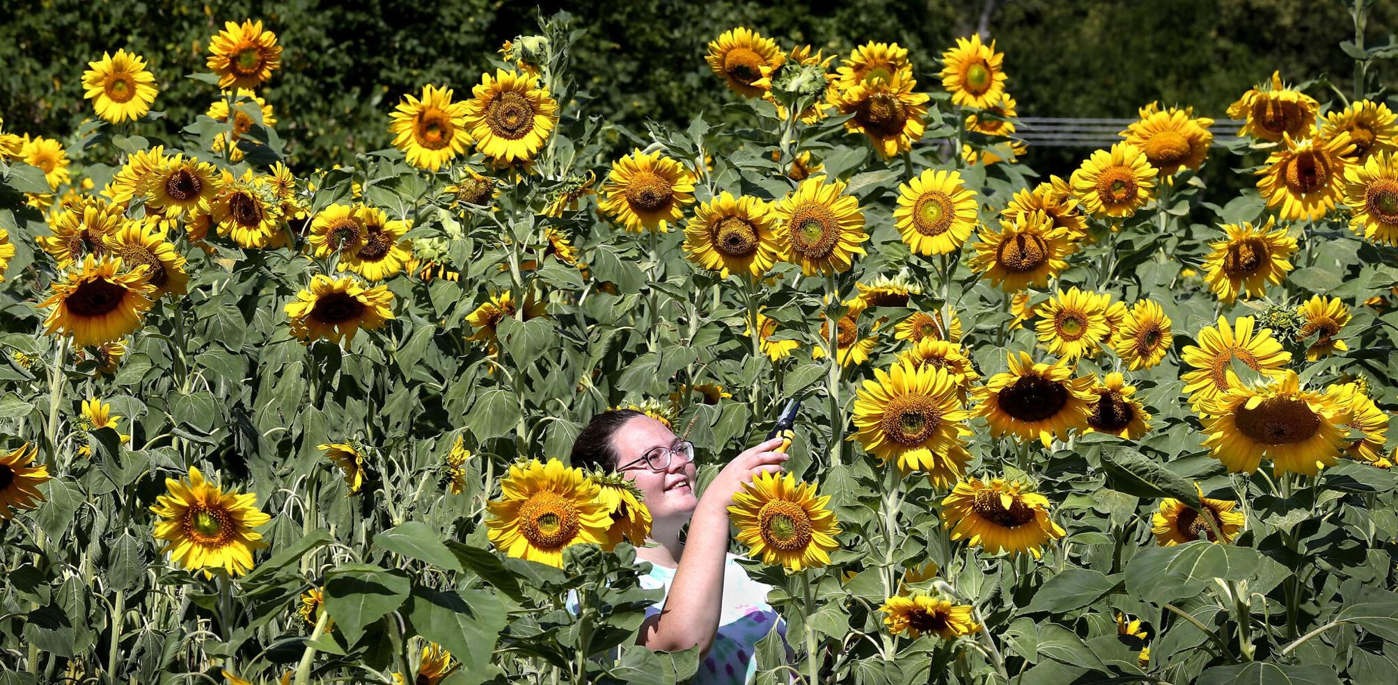 Garden of Hope Winchester Star