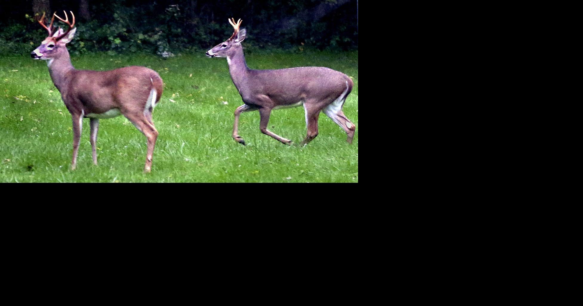 Virginia is a top state for wildlife-vehicle collisions; this bill could help reduce them