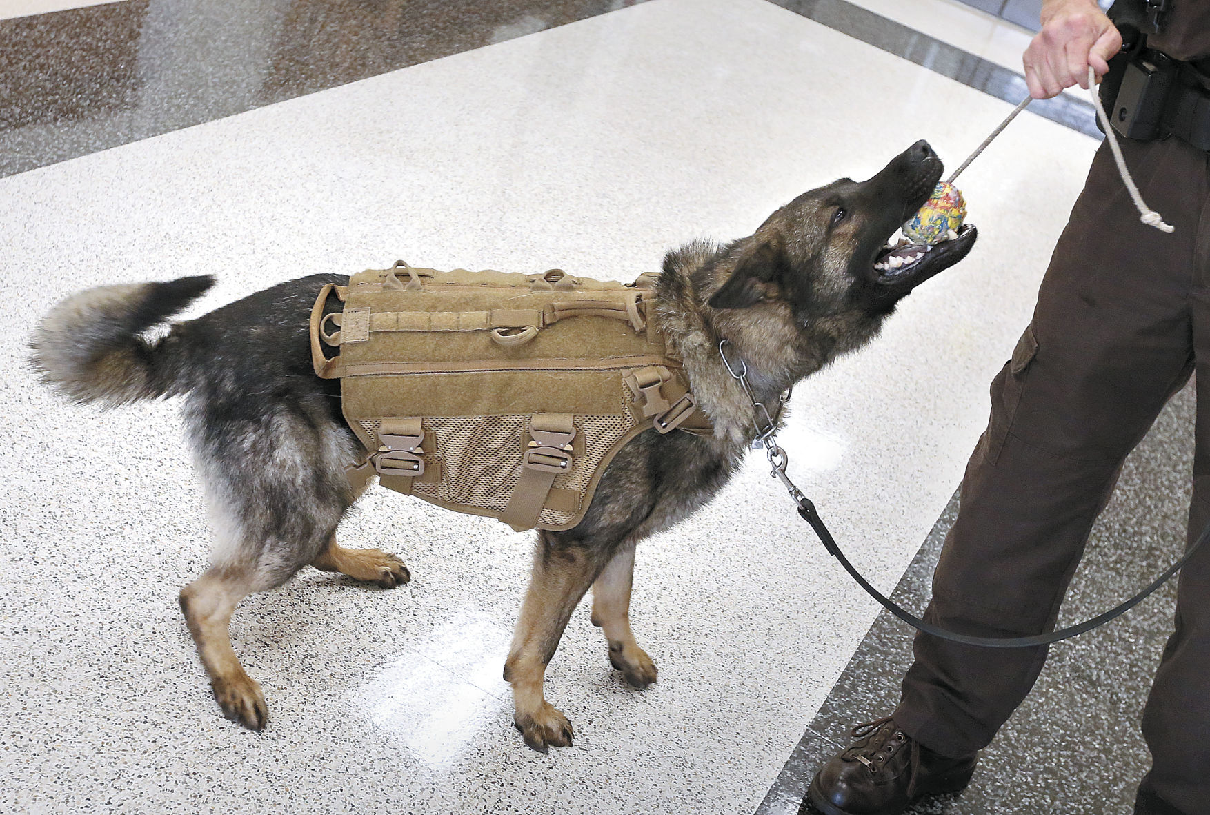 dog flak jacket