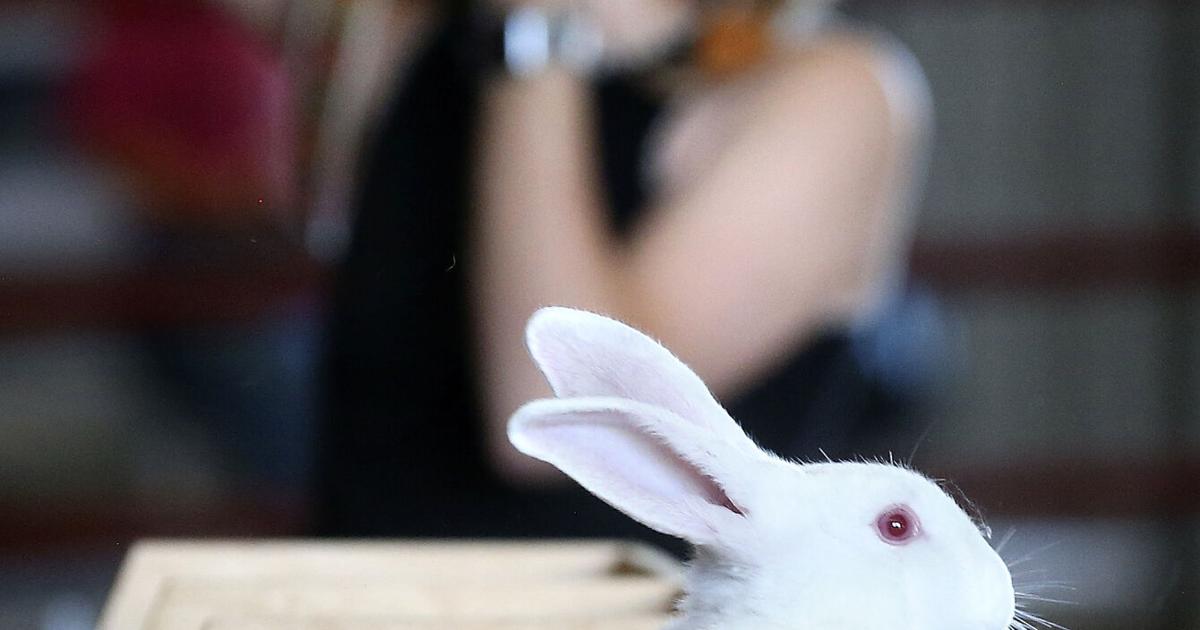 No State Fair Rabbits Hoppy times: Rabbits take center stage at Frederick County Fair | News ...