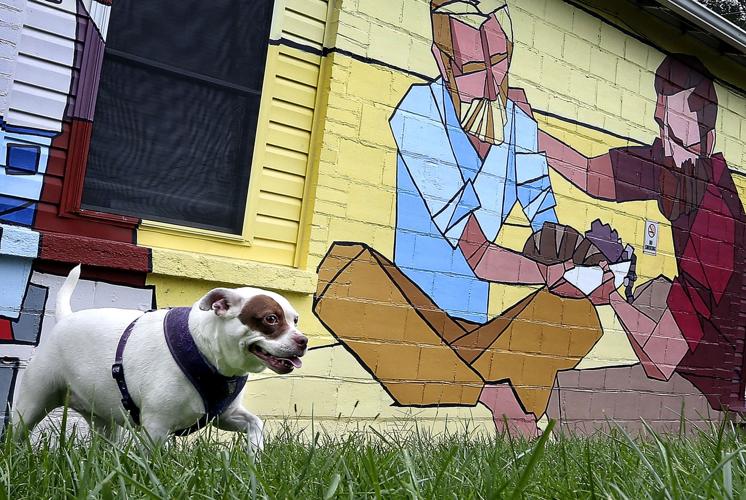 A man, a dog and the end of their fairy tale Winchester Star