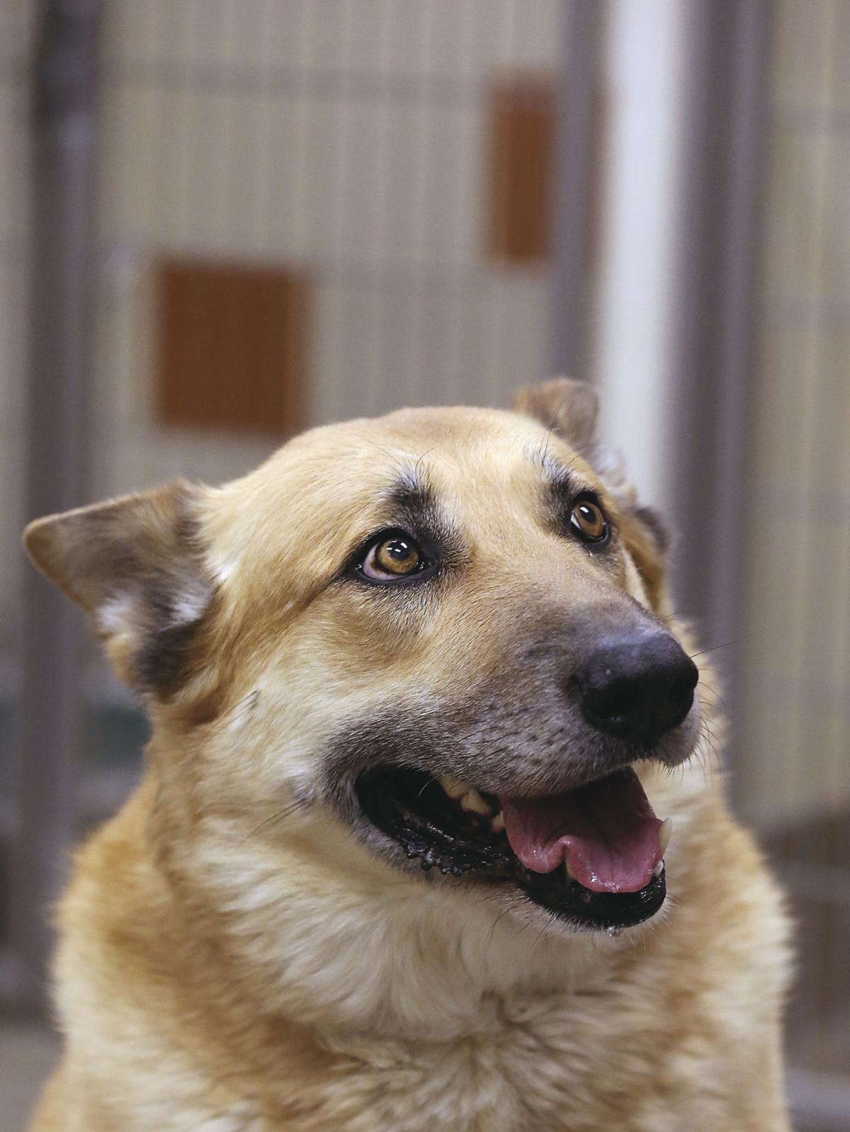 Animal shelter to hold open house News