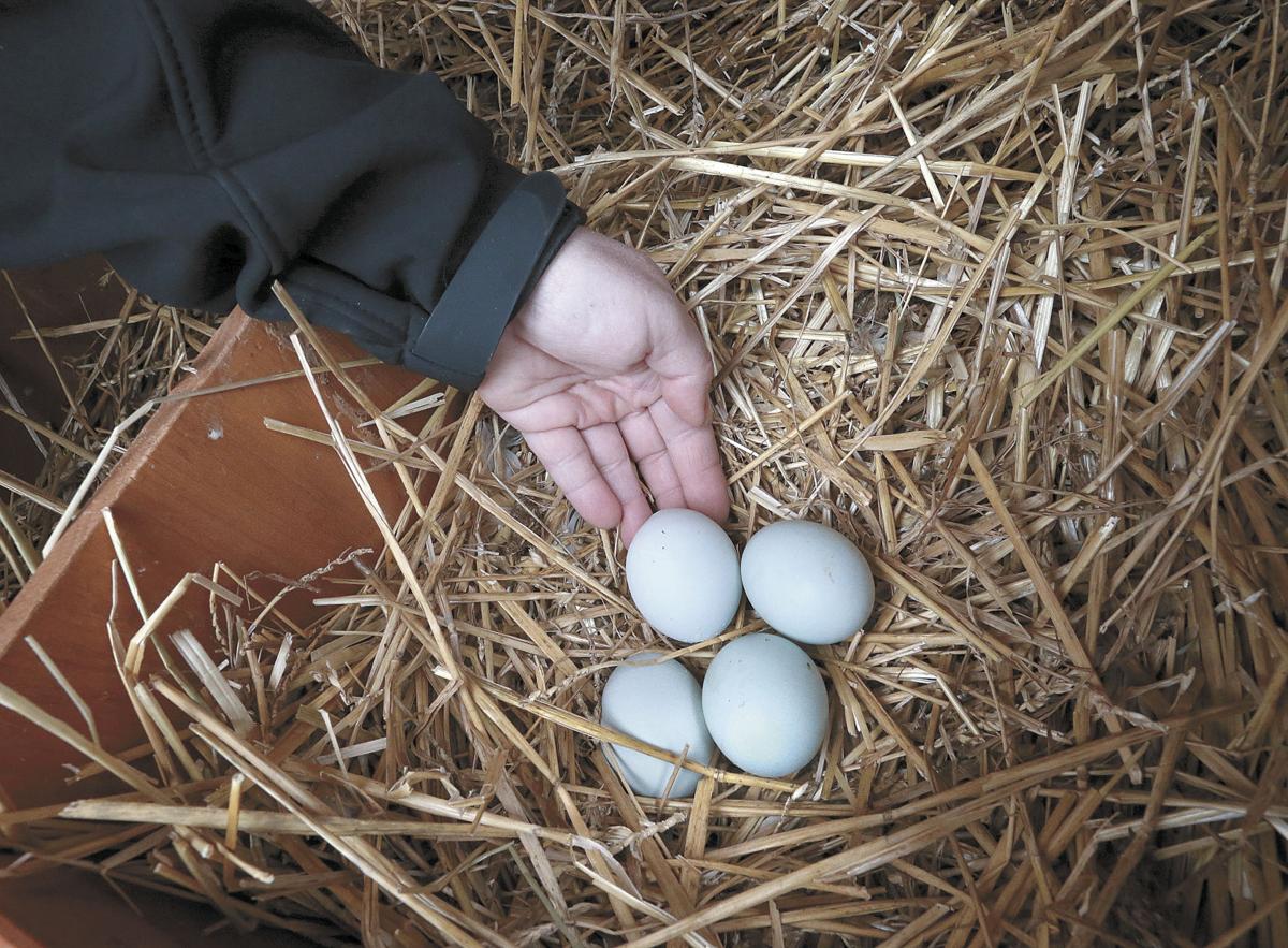 Backyard chickens trend is coming home to roost Clarke County