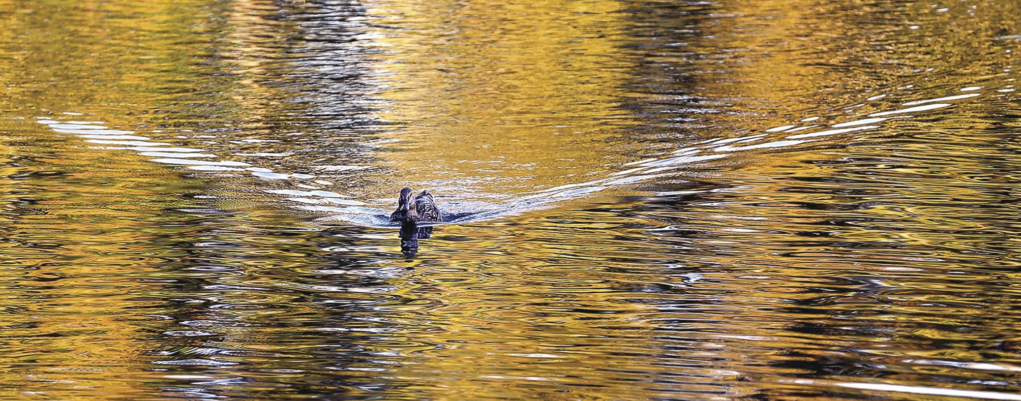 Duck goes for a swim in Wilkins Lake News