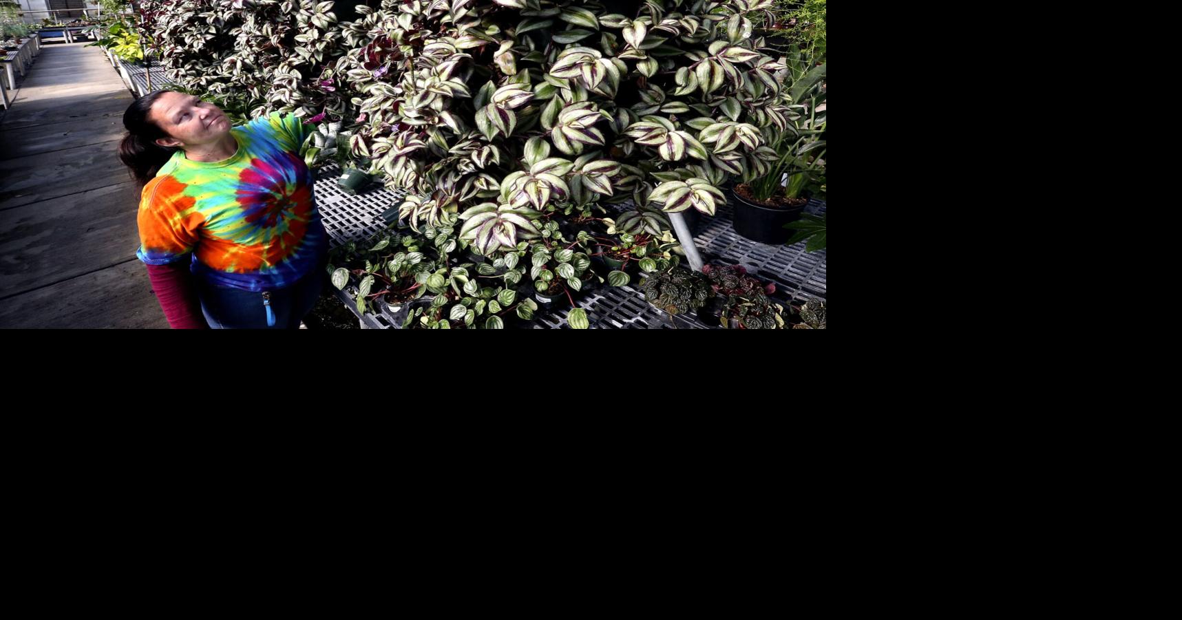 Hearty Indoor Plants