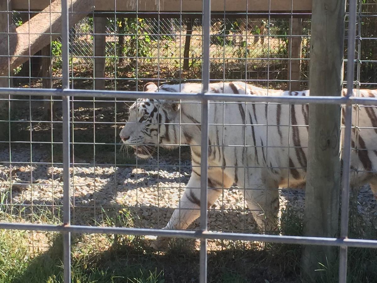 Wilson's Wild Animal Park closes and more than 100 animal seized |  Winchester Star 
