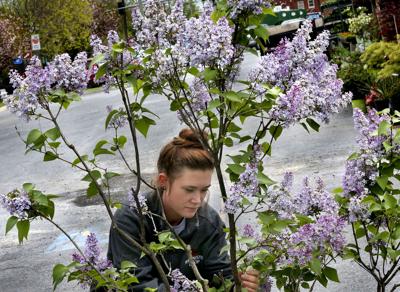 Wallpaper Taking A Little Off The Lilac Bush Winchester Star For iPhone Free