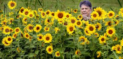 Sunflowers for a cause