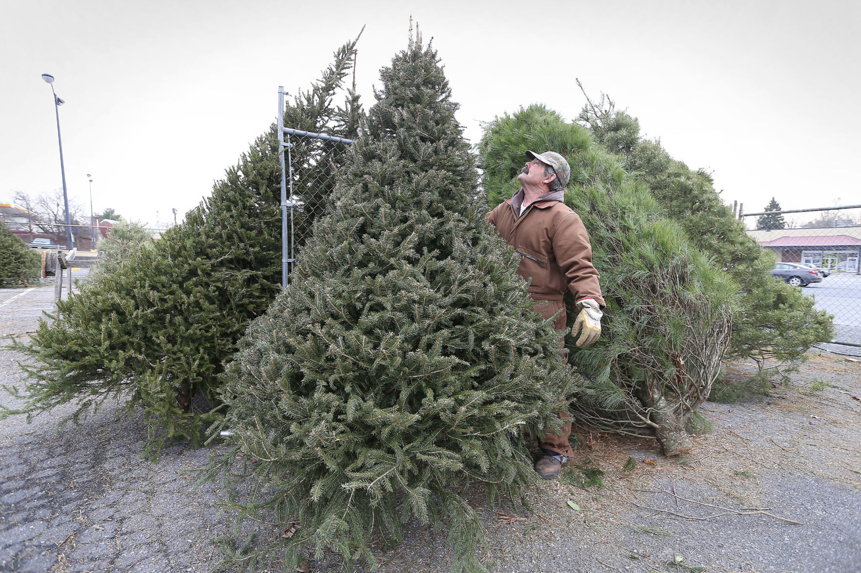 after christmas tree sales