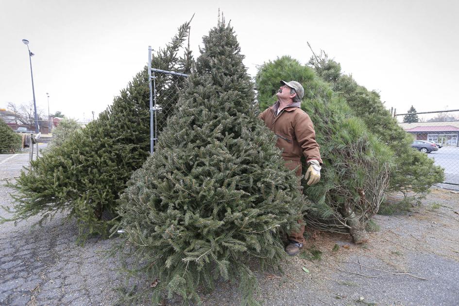 Christmas Tree Sales Steady Despite Challenges Winchester Star Winchesterstar Com