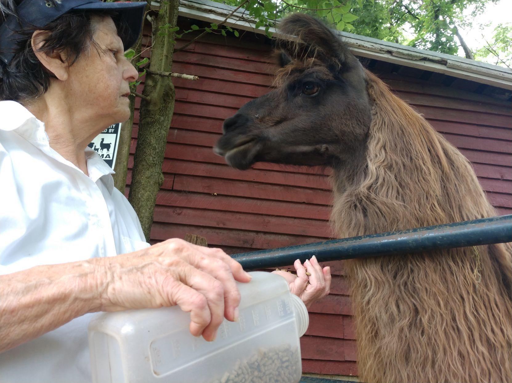 Living the good life on a llama farm Winchester Star