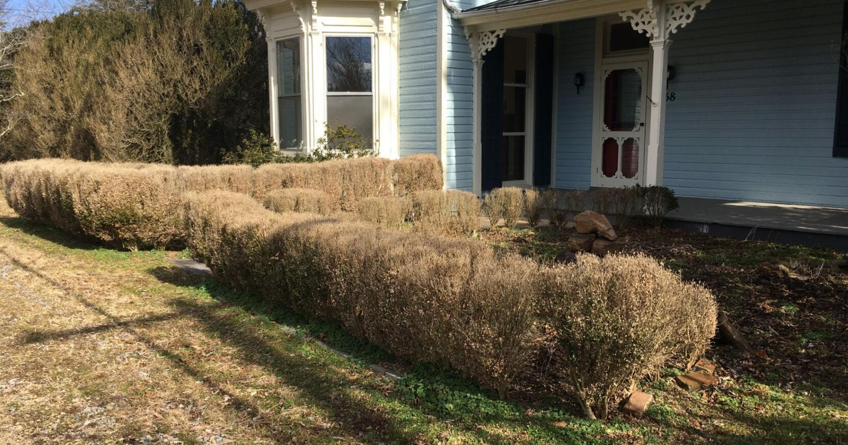 Boxwood blight is a big problem for boxwood lovers - Vimarsana News