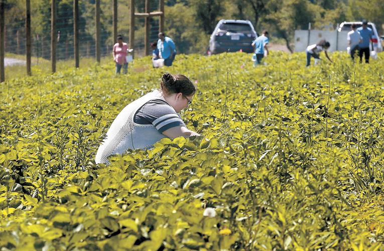 Strawberry season may last longer this year News