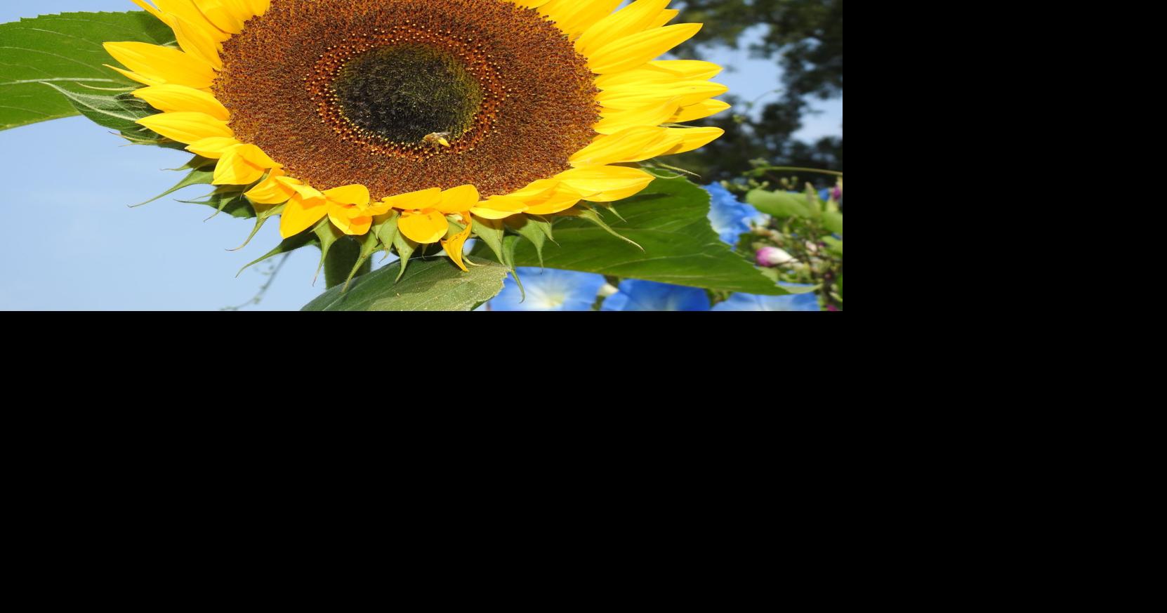 Summer is winding down Winchester Star