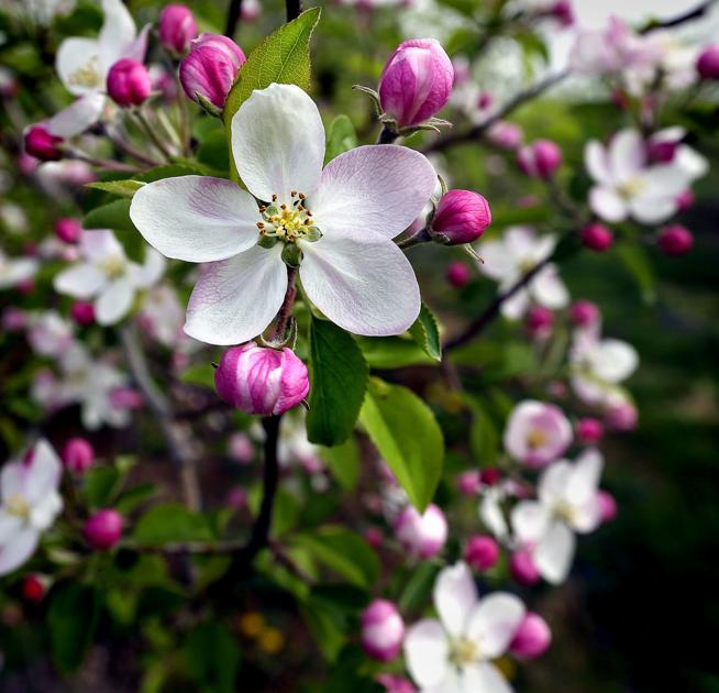 Apple blossoms in bloom Winchester Star
