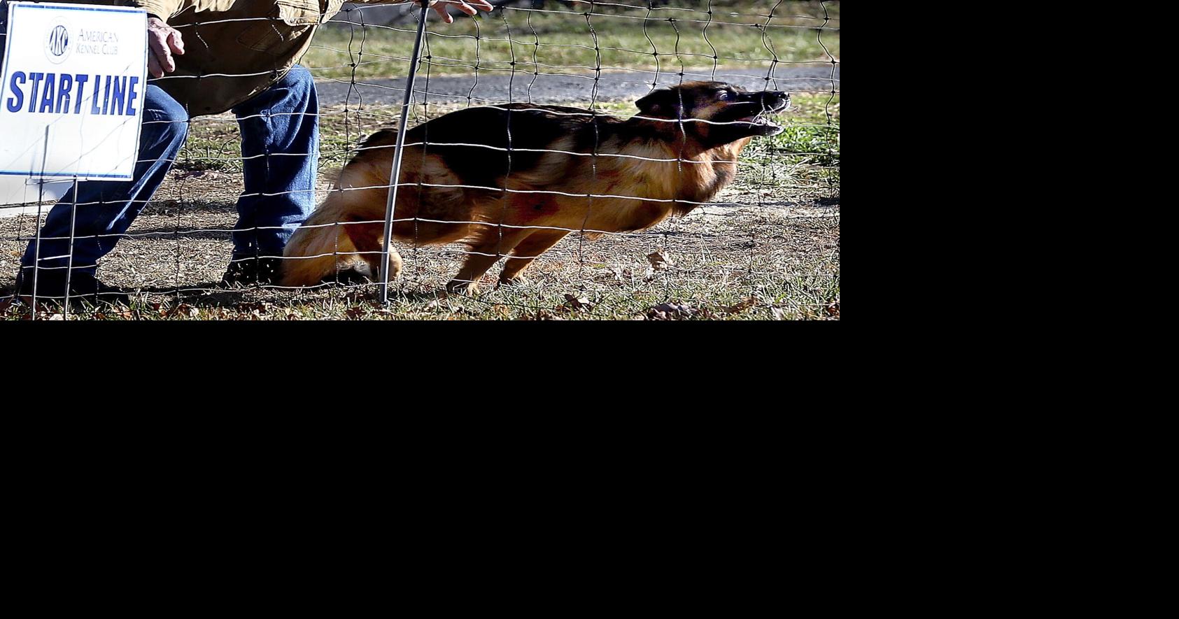 Permit granted enabling dog runs to continue in White Post