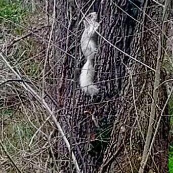 White squirrel spreads late winter magic in Winchester - Vimarsana News