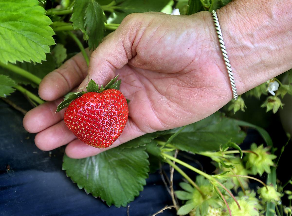 Grower Despite Being Late This Year S Strawberries Will Be Tasty