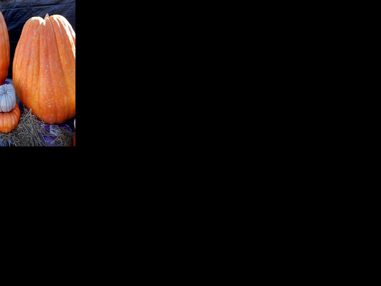 Great pumpkins!