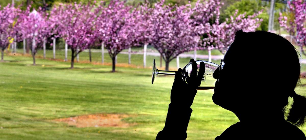 Bloomin Wine Fest Kicks Off 94th Shenandoah Apple Blossom Festival Winchester Star Winchesterstar Com