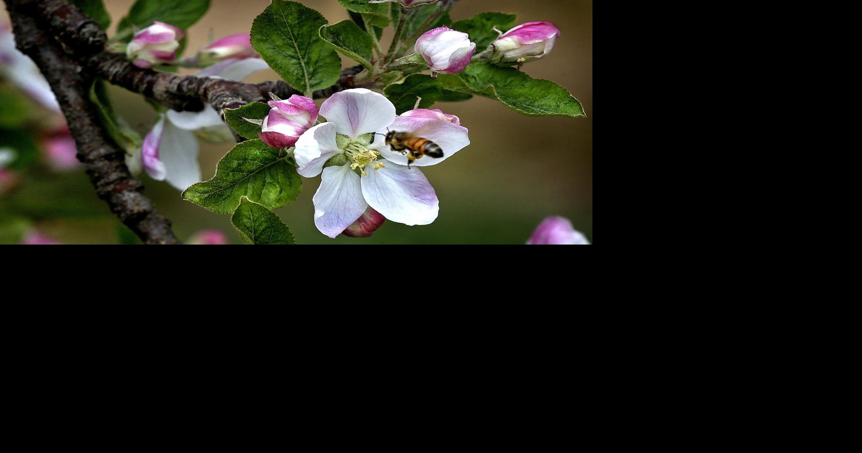 Apple Blossom time Winchester Star
