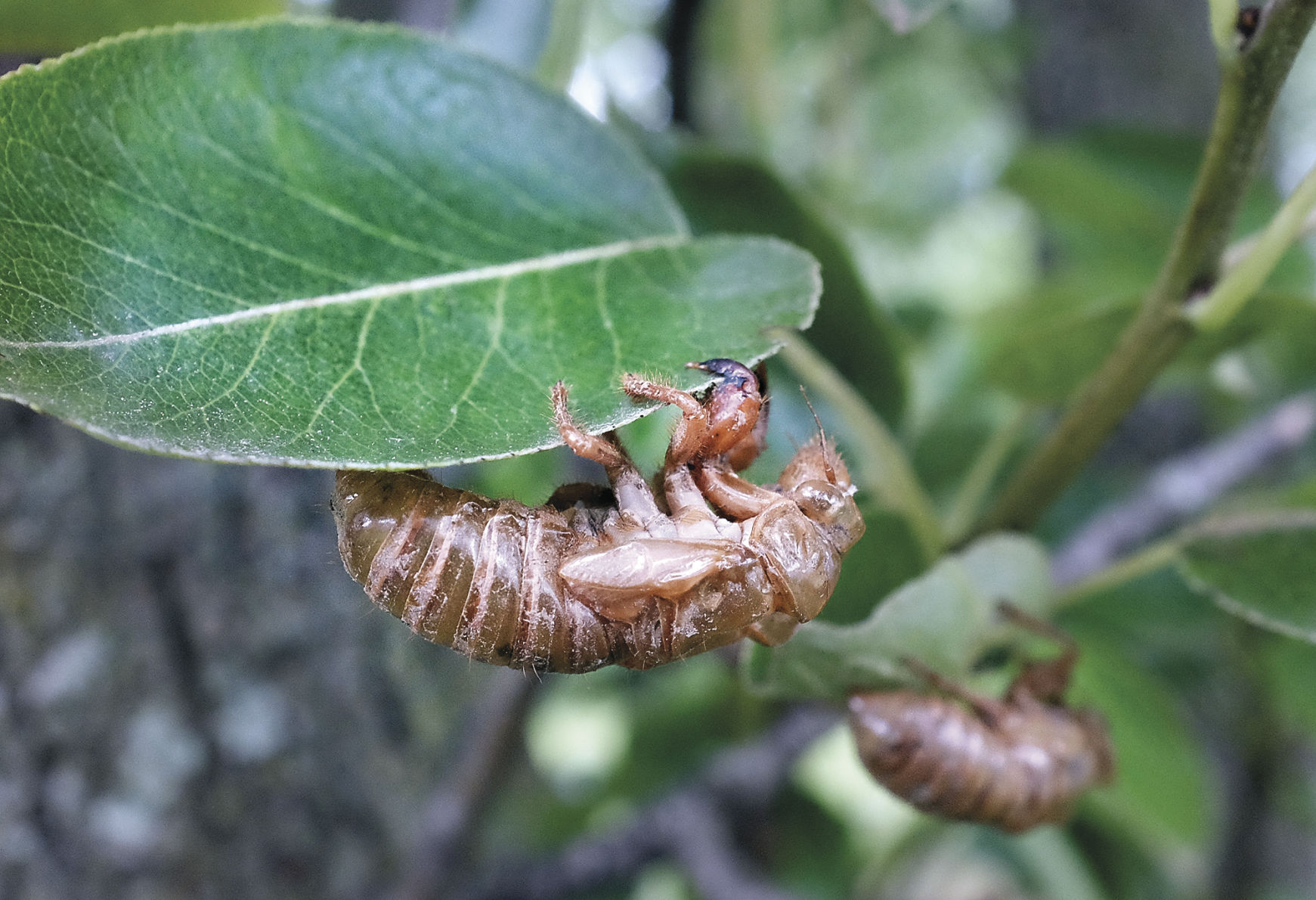 are cicadas blind