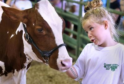 Cow gets a coaching session