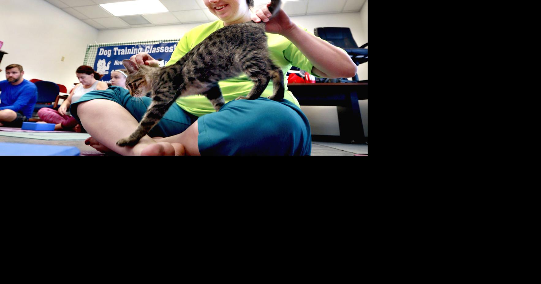 Cat yoga class an exercise in teamwork Winchester