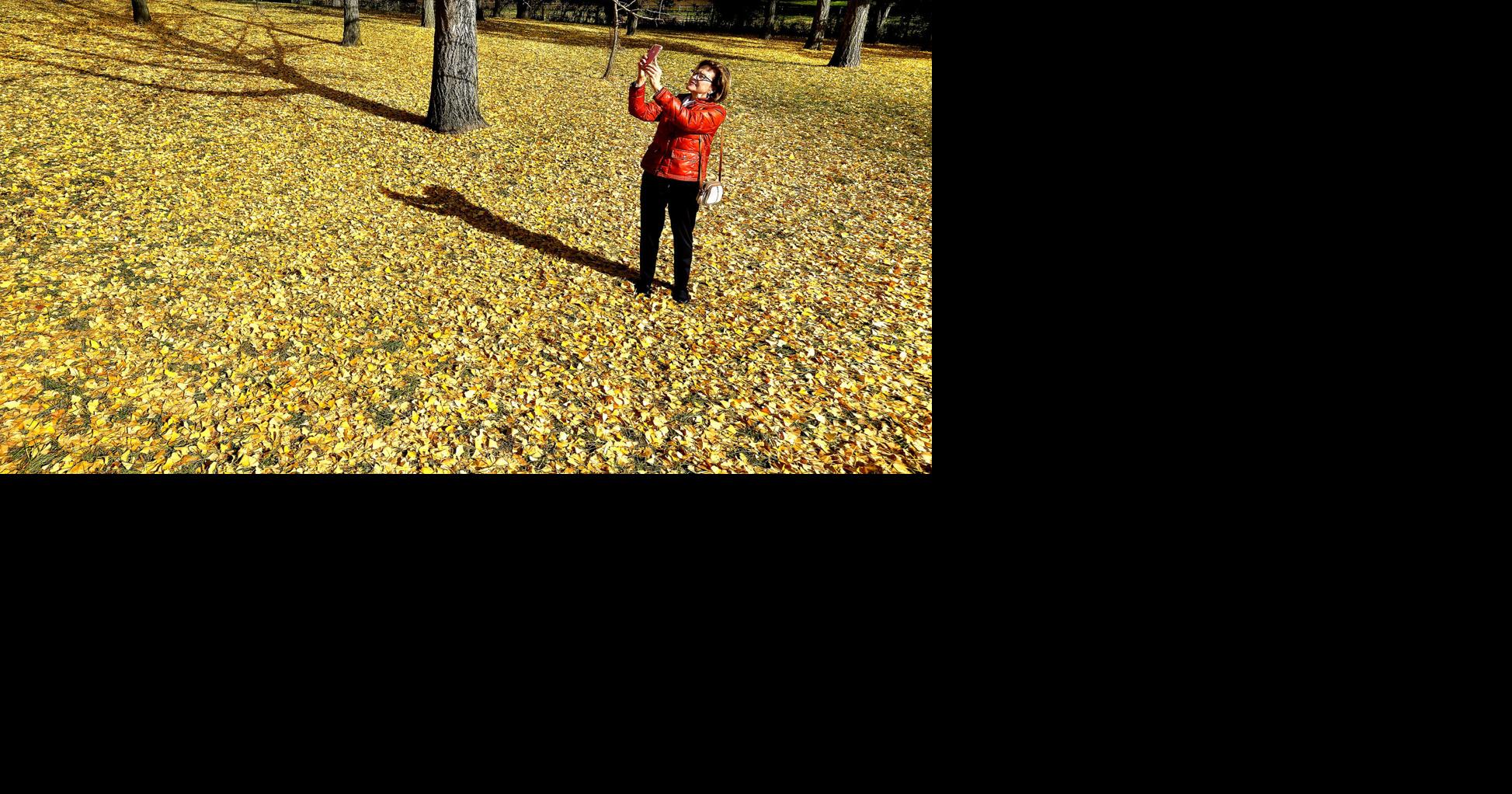 Golden carpet Winchester Star