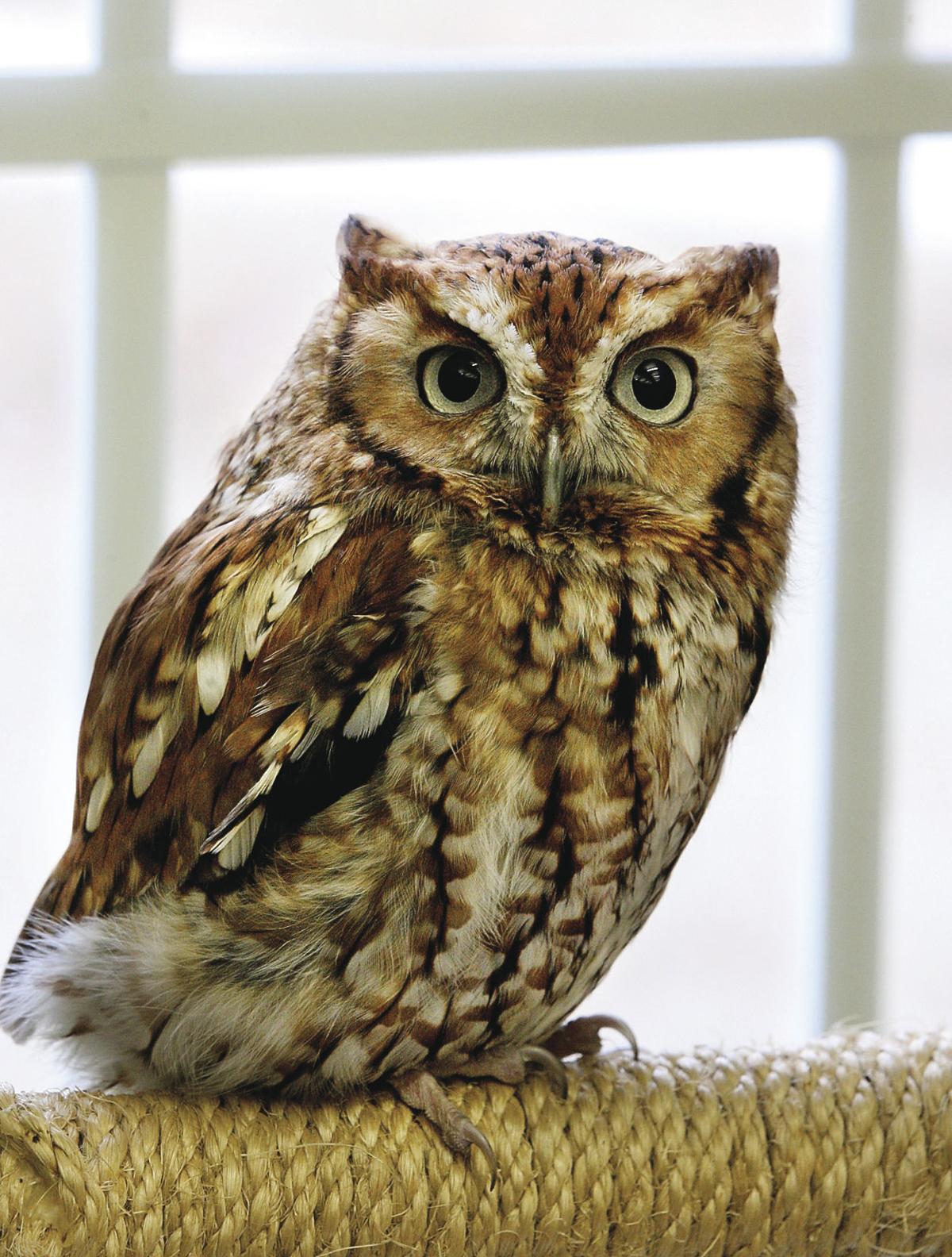 Blue Ridge Wildlife Center Invites Public Behind The Scenes Weekend Winchesterstar Com