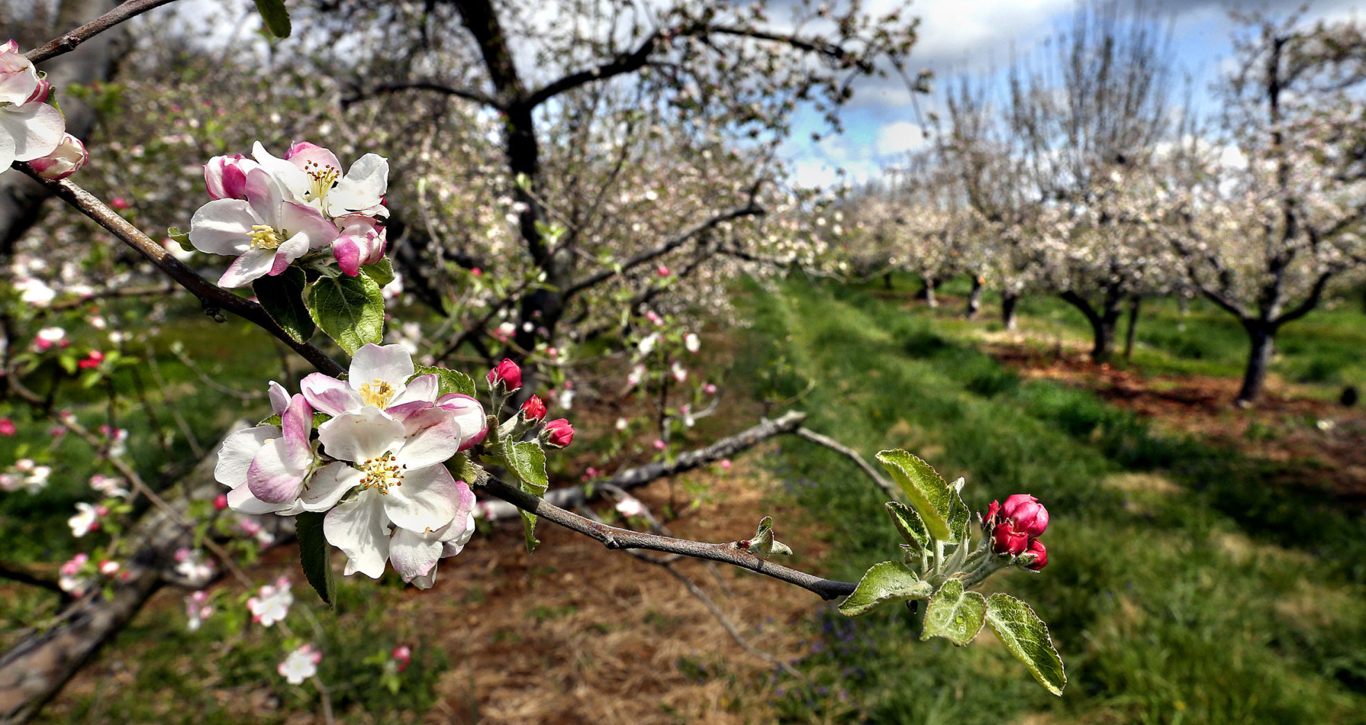 Apple blossoms bloom right on time | Winchester Star