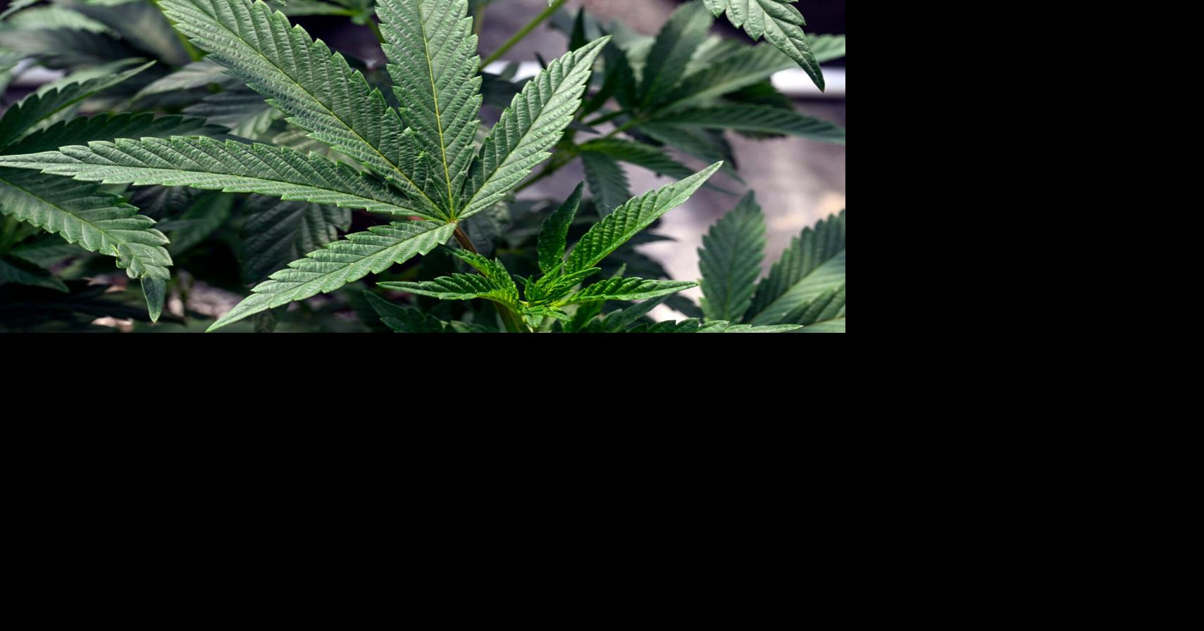 Lawmakers roll out weed plan, retail sales to launch next July