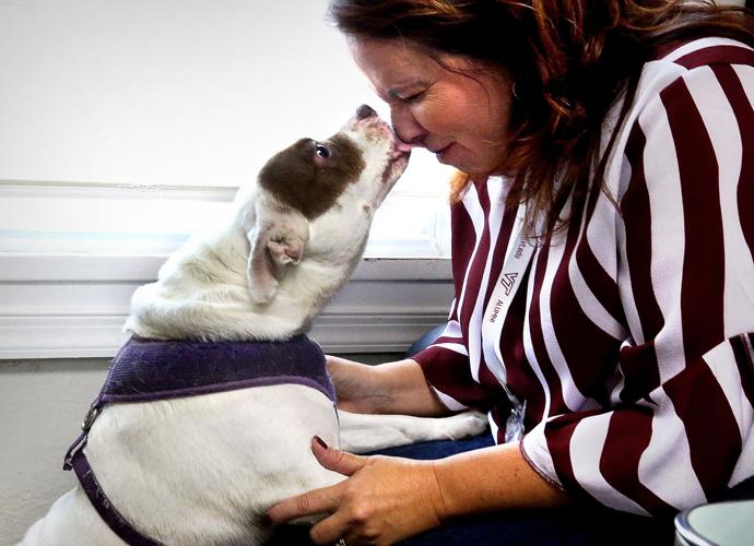 A man, a dog and the end of their fairy tale Winchester Star
