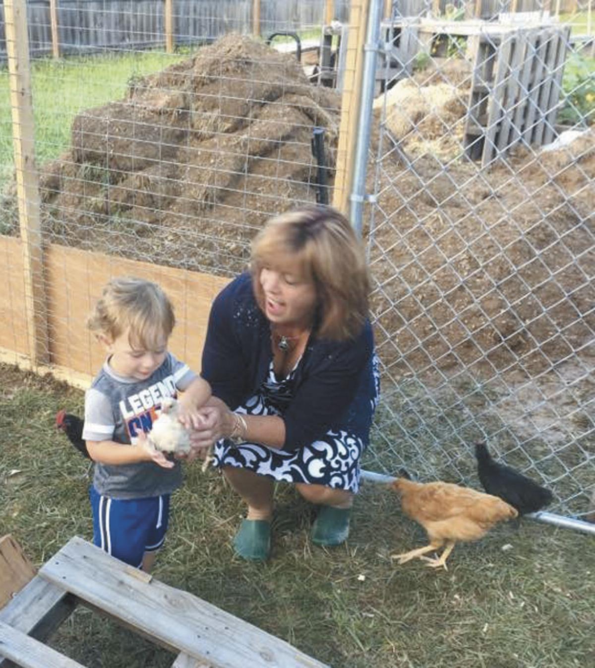 County Considers Backyard Chickens In Residential Areas News Winchesterstar Com