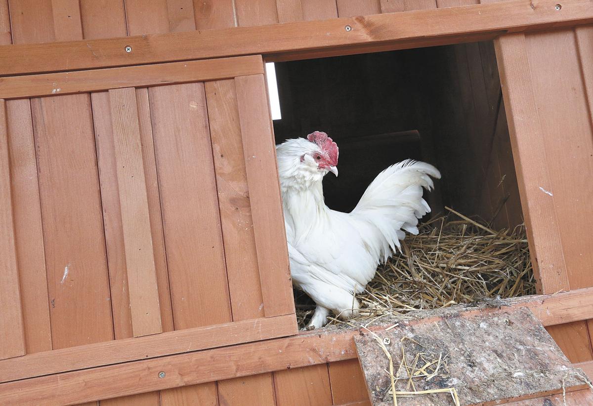 Backyard Chickens Trend Is Coming Home To Roost Clarke County 3643