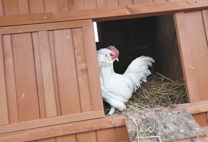 Backyard chickens trend is coming home to roost Clarke County