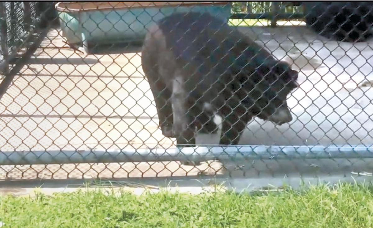 USDA: Local animal facility needs to address some issues | News |  winchesterstar.com